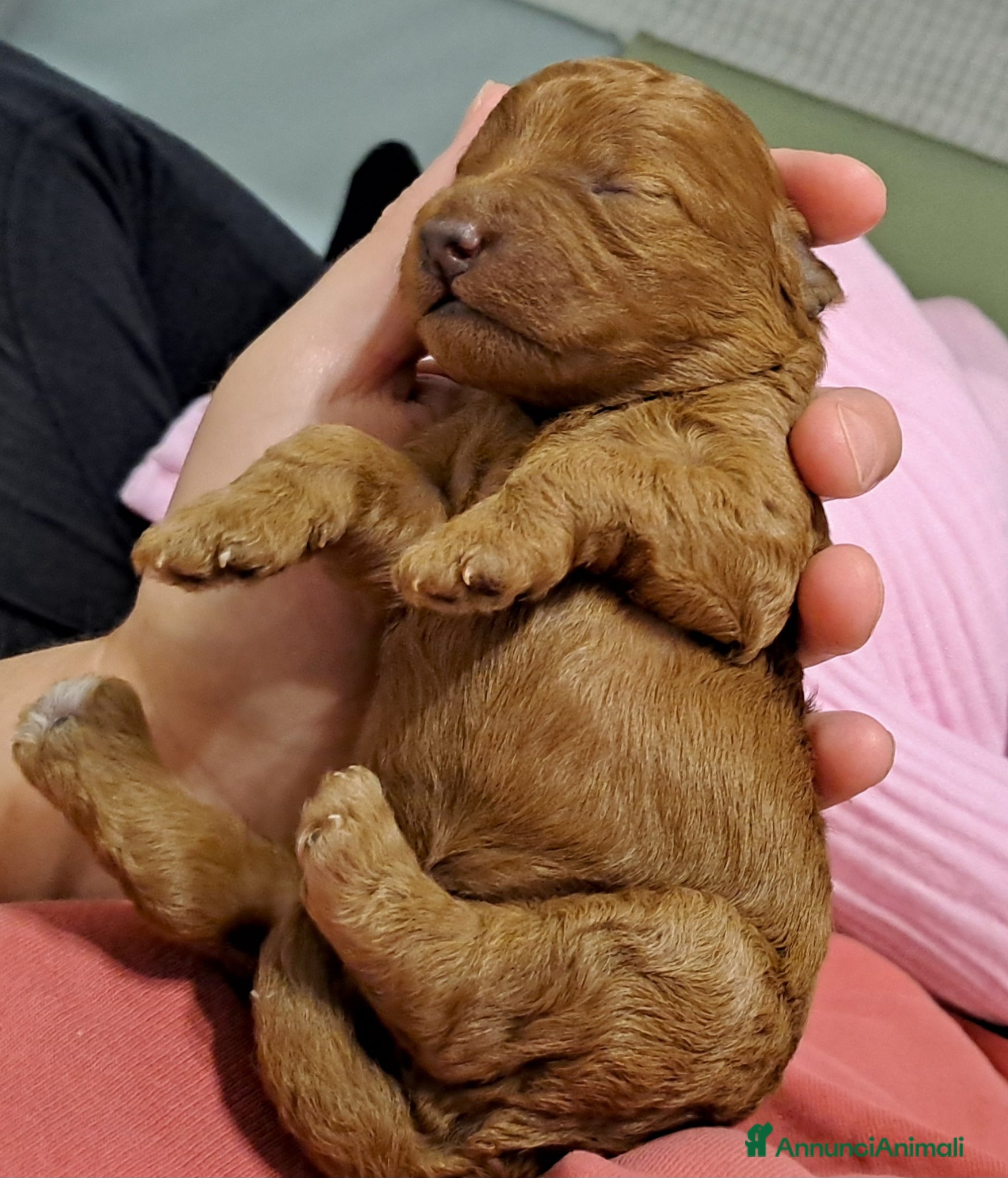 Barboncino cani in vendita: Barboncini  a Provincia di Pisa - Annuncio 1