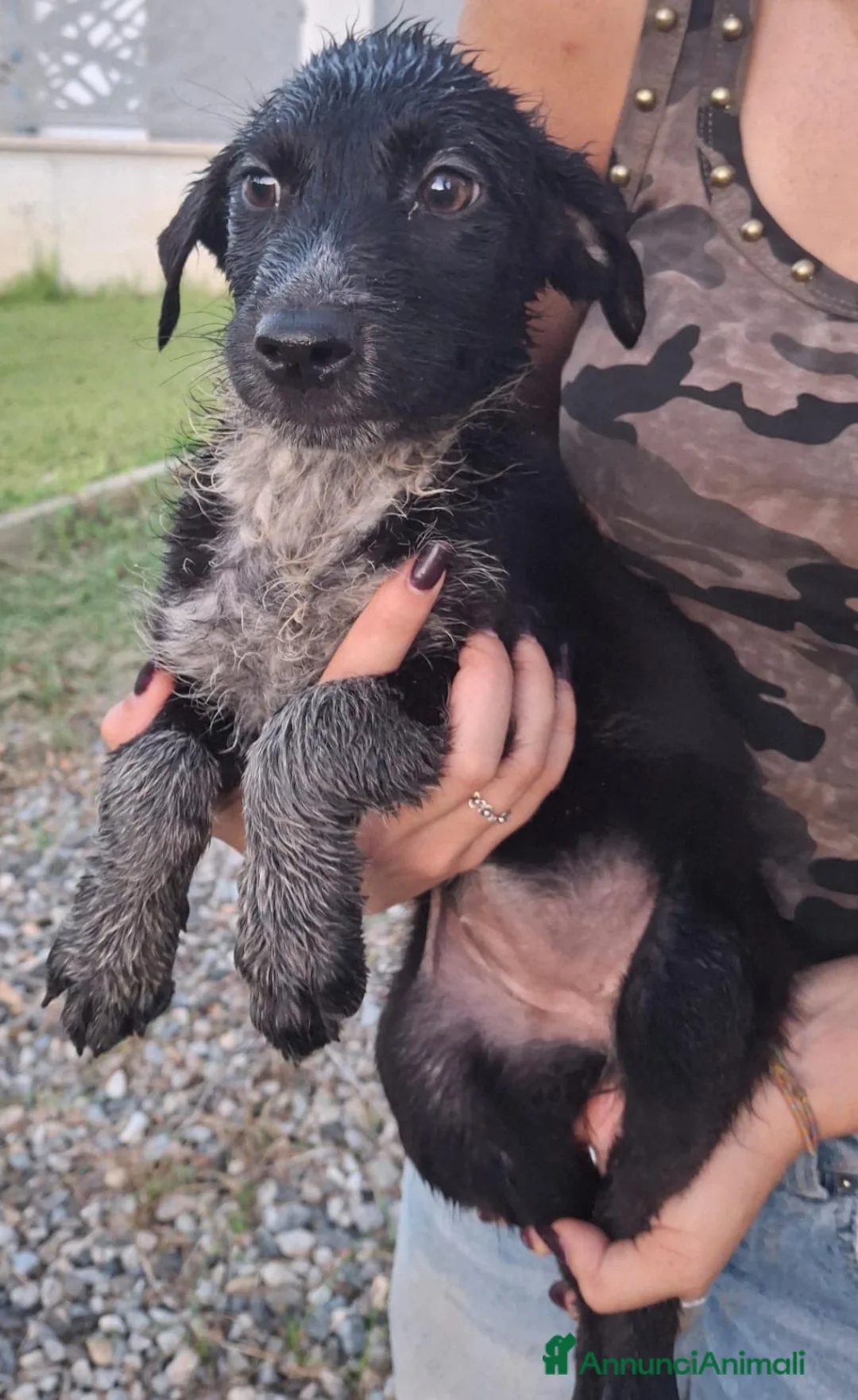 Meticcio cani in regalo: CORNELIA 🩷 pronta a riempire la vita di coccole a Provincia di Lodi - Annuncio 2