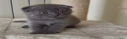 Scottish gatti in vendita: Scottish fold e straight  - Annuncio 29