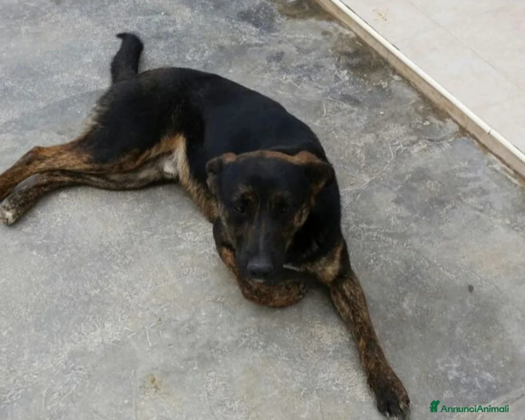 Meticcio cani in regalo: Elvis 3/4anni tg media tranquillo,dolce PUGLIA a Milano - Annuncio 5