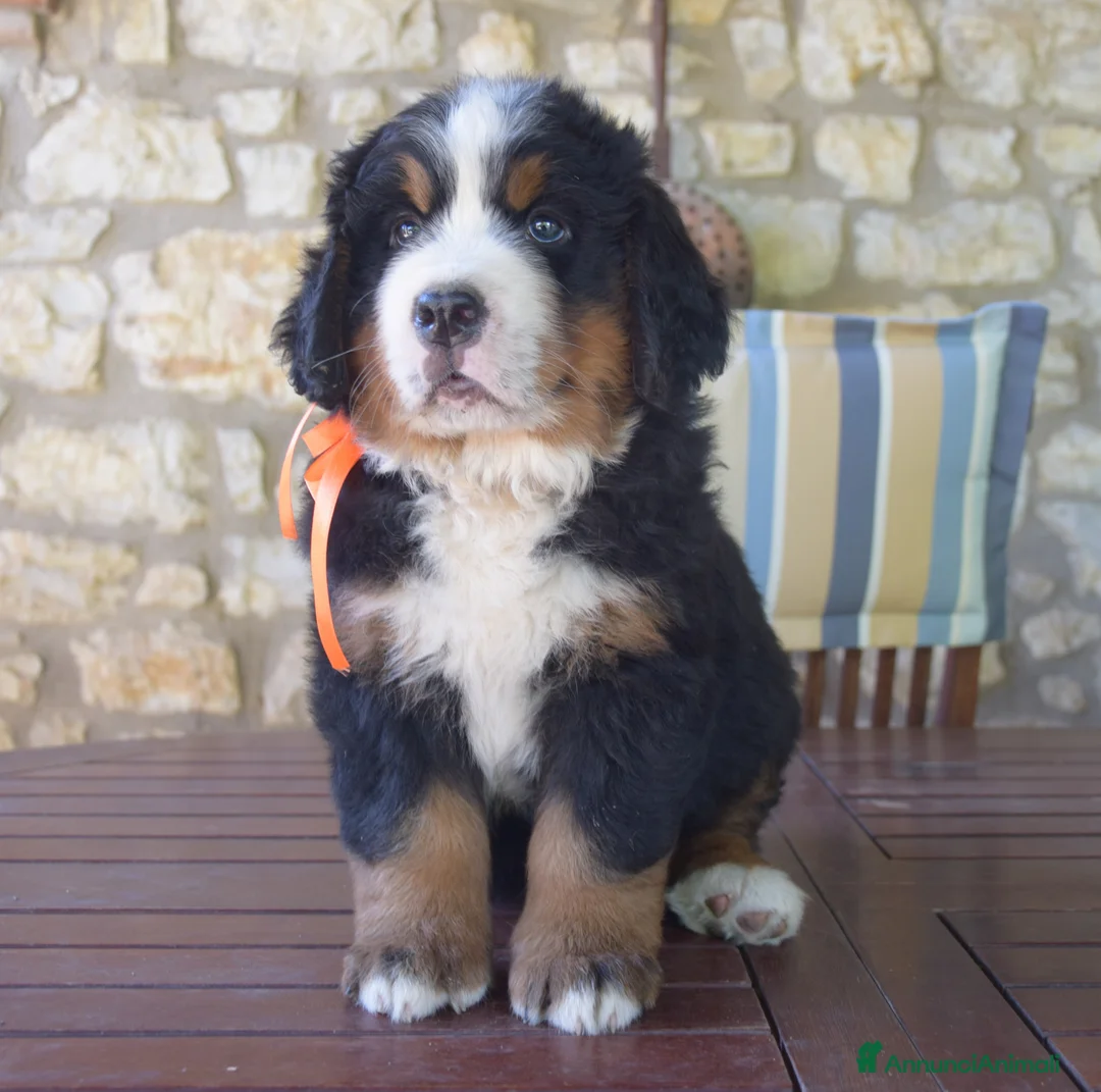 Immagine della galleria {{count}}