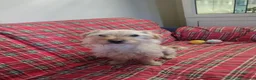 Meticcio cani in regalo: Coco: 6 kg, socievole con tutti - Annuncio 5