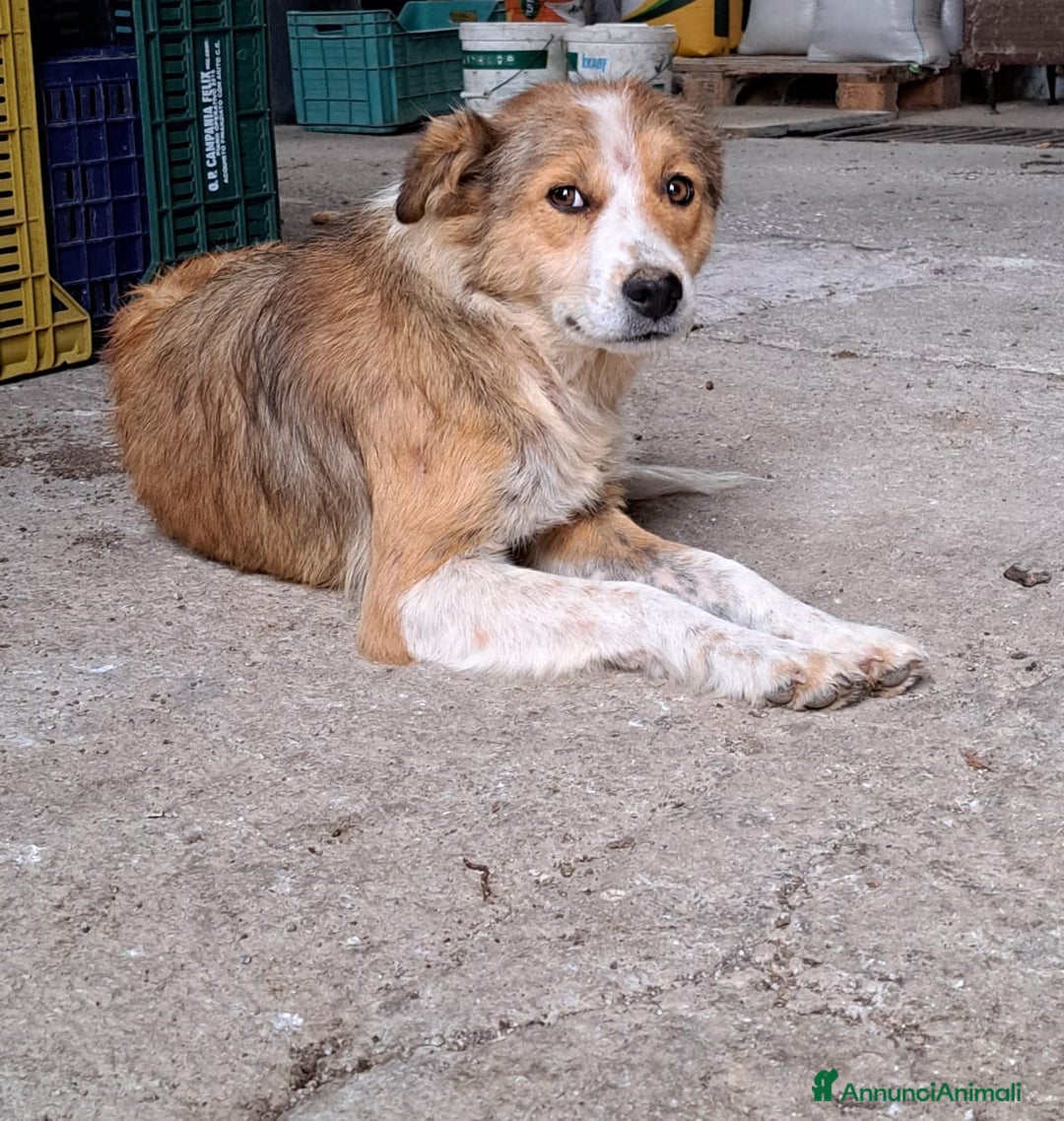 Meticcio cani in regalo: DAISY, cagnolina super serena e buona cerca casa - Annuncio 2
