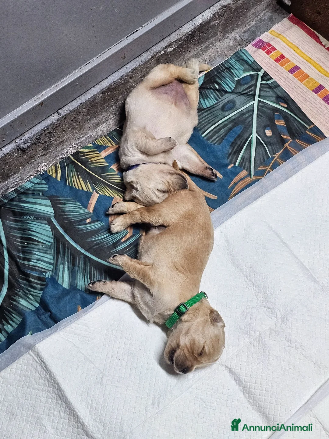 Golden Retriever cani in vendita: Cuccioli golden linea inglese  a Città metropolitana di Catania - Annuncio 2