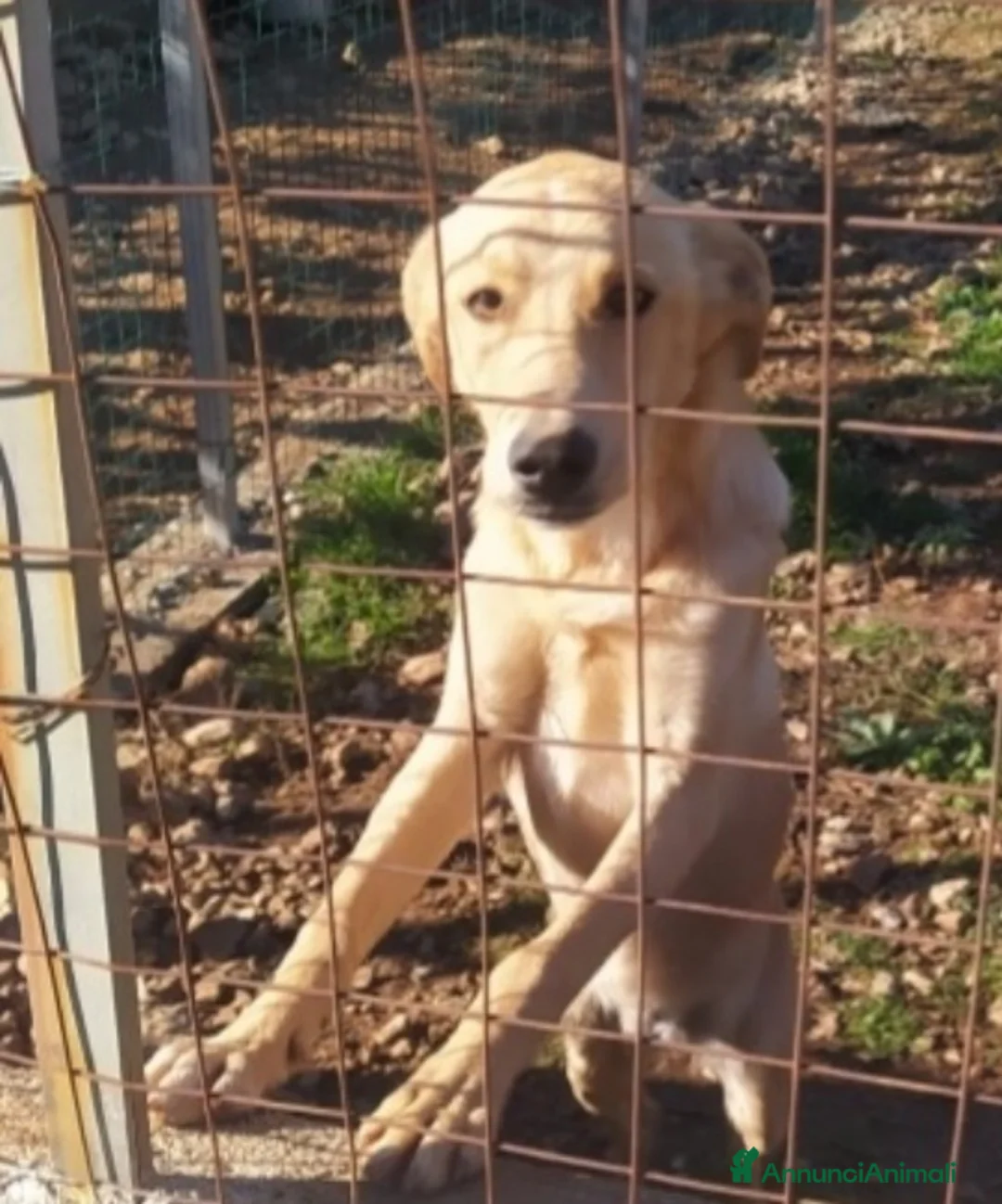Meticcio cani in regalo:  9mesi nessuno l'ha scelto,dritto in canile!COSENZ a Città metropolitana di Milano - Annuncio 1