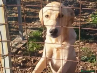 Meticcio cani 9mesi nessuno l'ha scelto,dritto in canile!COSENZ - Annuncio 18