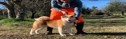 Akita Inu cani in vendita: CUCCIOLO AKITA INU - TOP SELECTION  - Annuncio 6