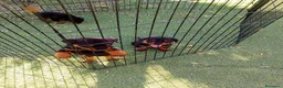 Rottweiler cani in vendita: Vendo ultime 2 cucciole di Rottweiler  - Annuncio 6