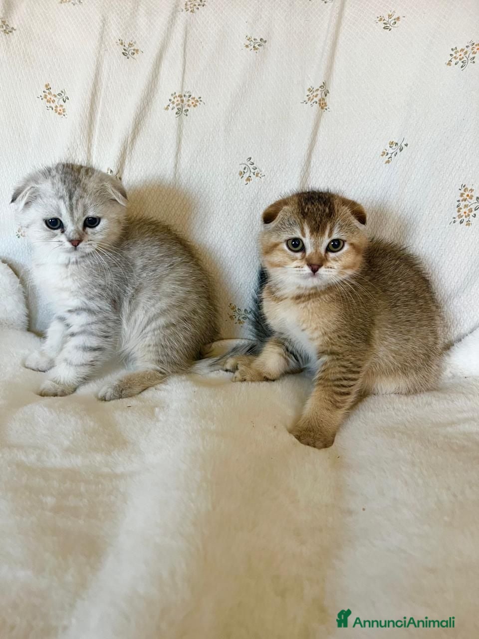 Scottish gatti Scottish-fold  - Annuncio 2