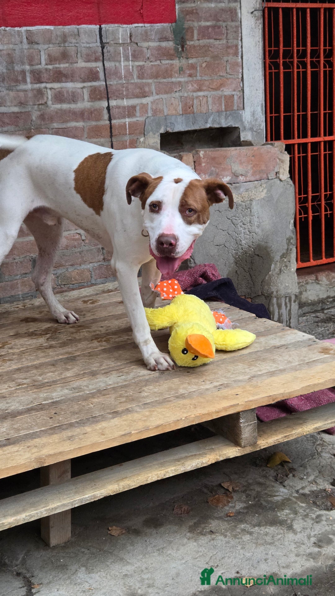 Pitbull cani in regalo: Jighen ttb un anno e mezzo  - Annuncio 3