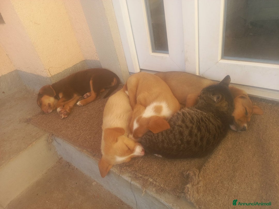 Meticcio cani in regalo: 5 DOLCISSIMI CUCCIOLI! 3 mesi e mezzo. - Annuncio 10