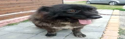 Pastore del Caucaso cani in vendita: Pastore del Caucaso  - Annuncio 2