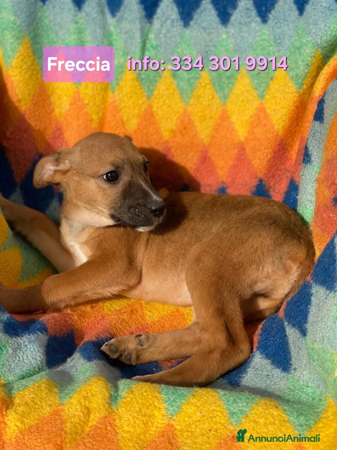 Meticcio cani in regalo: FRECCIA 🩷 -cucciola futura taglia medio/piccola😍 - Annuncio 1