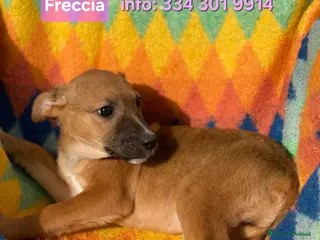 Meticcio cani FRECCIA 🩷 -cucciola futura taglia medio/piccola😍 - Annuncio 6