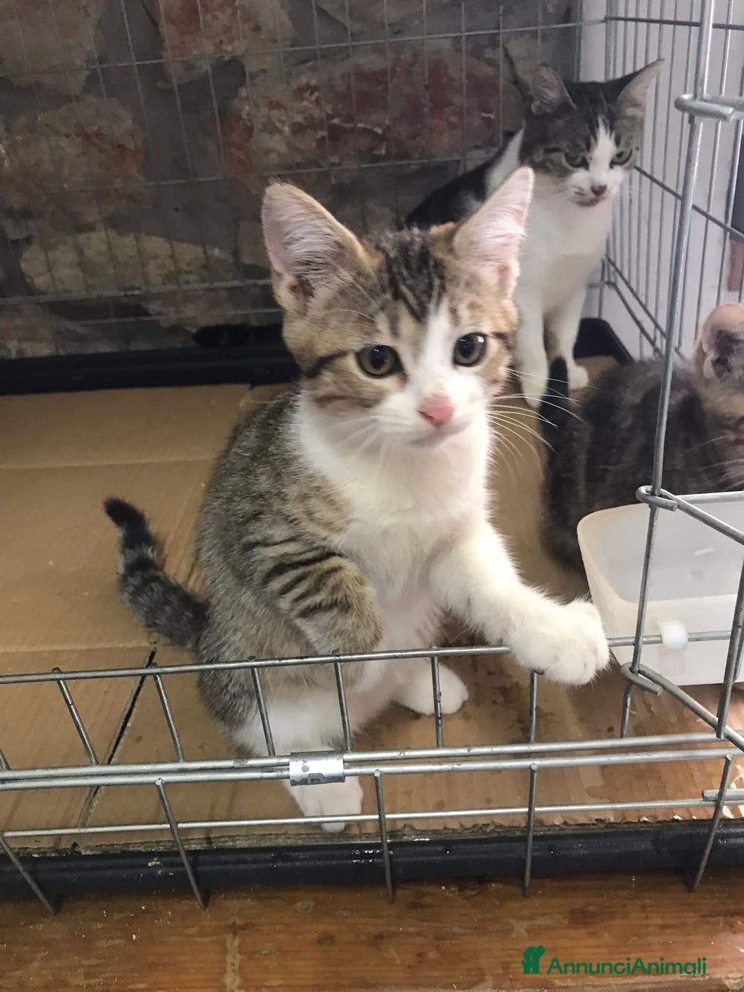 Europeo gatti in regalo: Romolo e remo - Annuncio 7