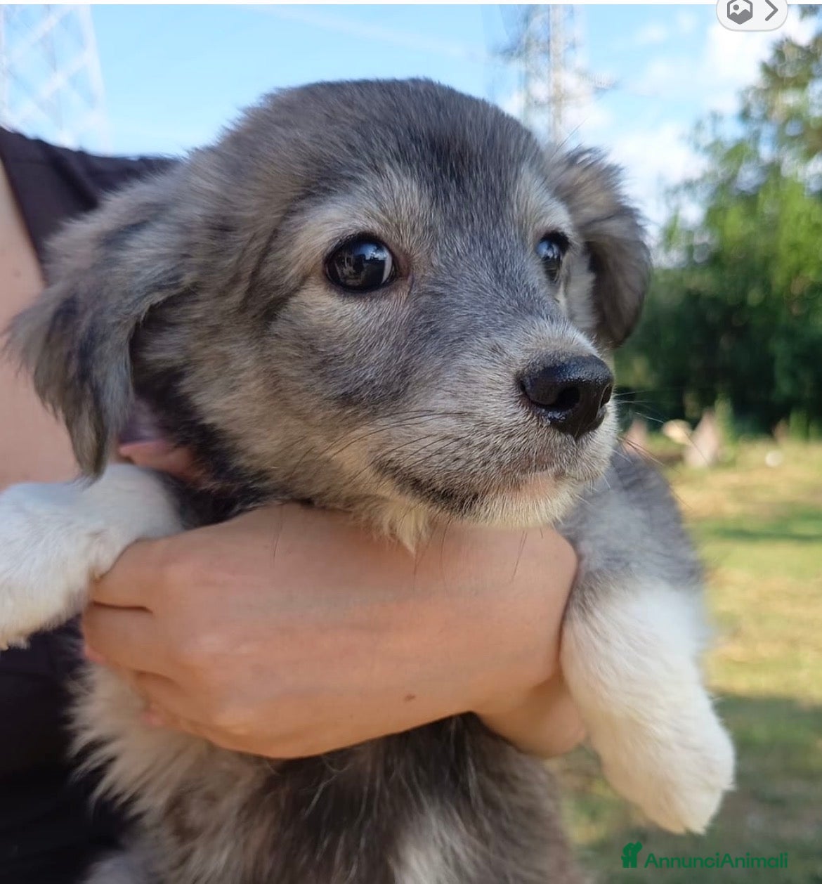 Meticcio cani Cuccioli 2 mesi taglie medie - Annuncio 36