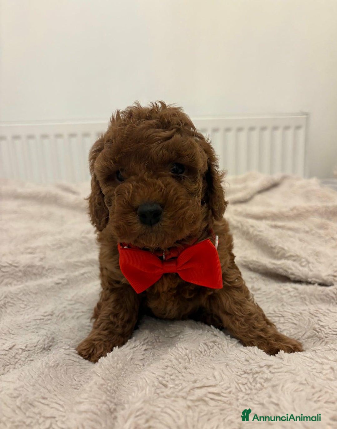 Cockapoo cani in vendita: Cuccioli di Cockapoo F2b disponibili - Annuncio 19