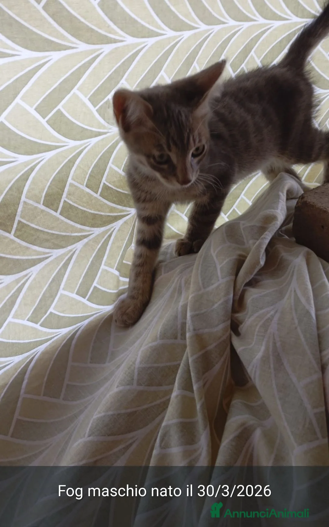 Meticcio gatti in regalo: GATTINI/E  - Annuncio 3