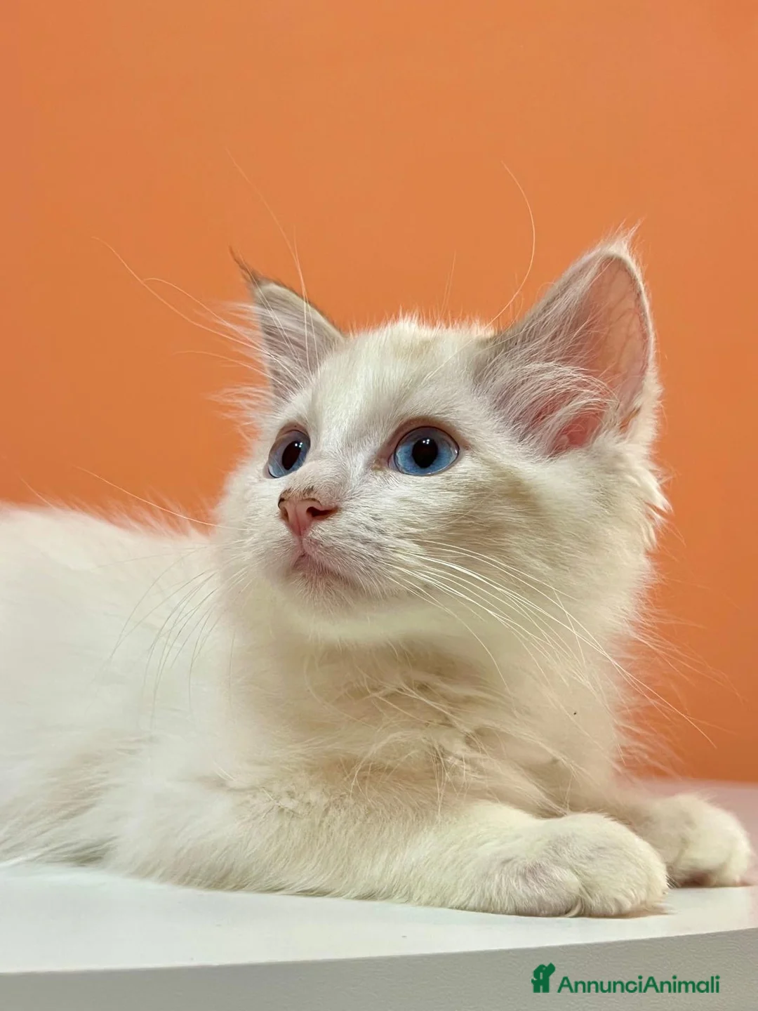 Ragdoll gatti in vendita: cucciolo ragdoll disponibile  - Annuncio 2