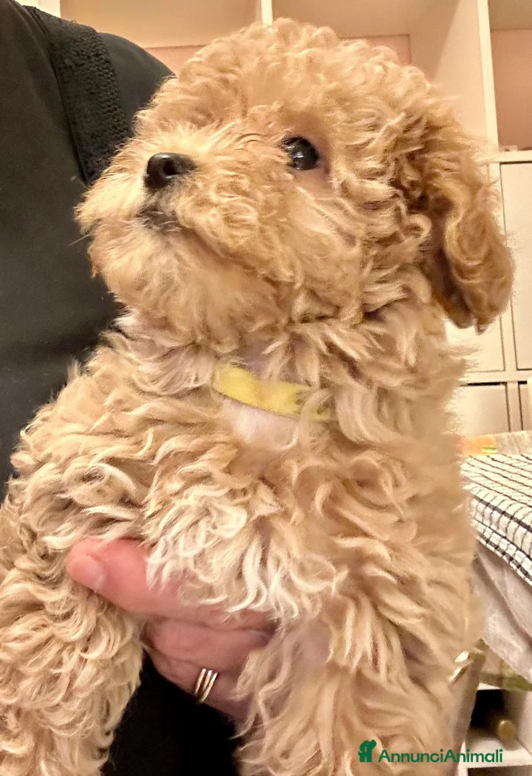 Maltipoo cani in vendita: Maltipoo  - Annuncio 3