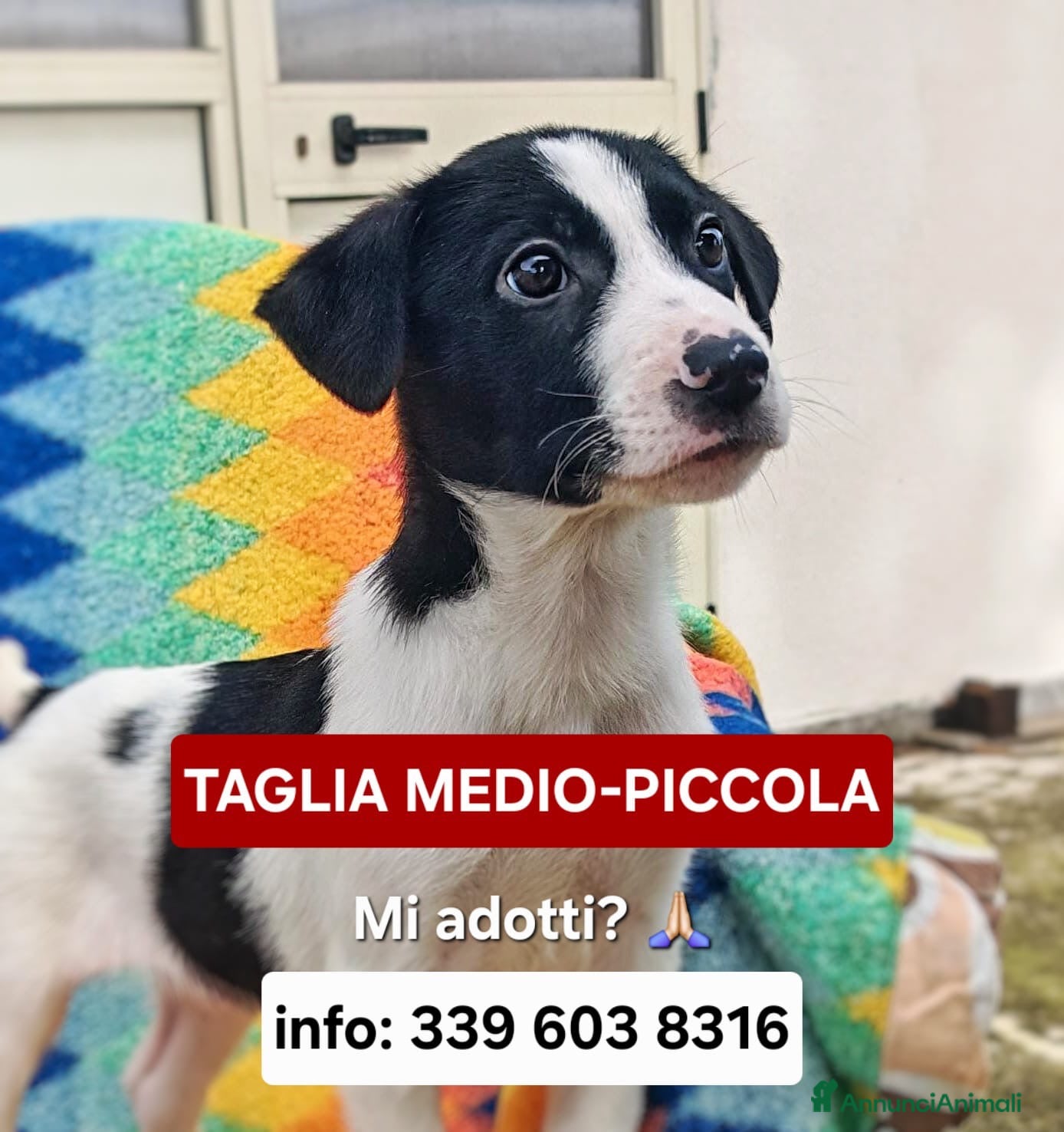 Meticcio cani SESAMO 💙 -cucciolo taglia medio/piccola,cerca 🏡  - Annuncio 27