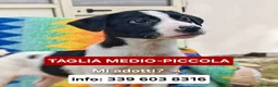 Meticcio cani in regalo: SESAMO 💙 -cucciolo taglia medio/piccola,cerca 🏡  a Provincia di Novara - Annuncio 1