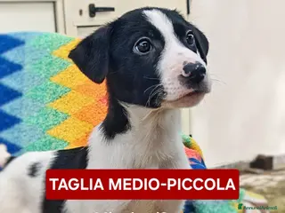 Meticcio cani SESAMO 💙 -cucciolo taglia medio/piccola,cerca 🏡 - Annuncio 23