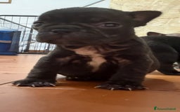 Bulldog Francese cani in vendita: Cuccioli bulldog francese a Provincia di Varese - Immagine 5