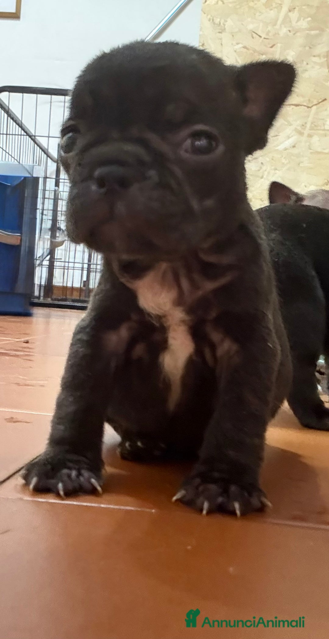 Bulldog Francese cani in vendita: Cuccioli bulldog francese a Provincia di Varese - Immagine 5