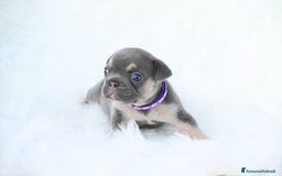 Bulldog Francese cani in vendita: Disponibili 5 cuccioli di bulldog francese❤️ a Provincia di Biella - Immagine 1