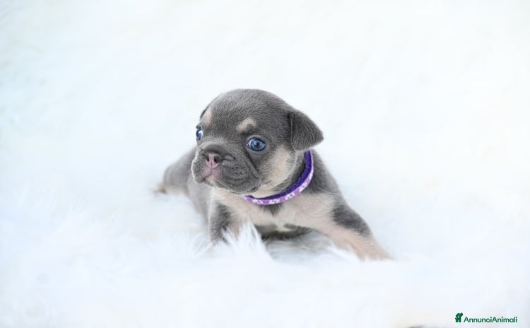 Bulldog Francese cani a Provincia di Biella - Annuncio 1