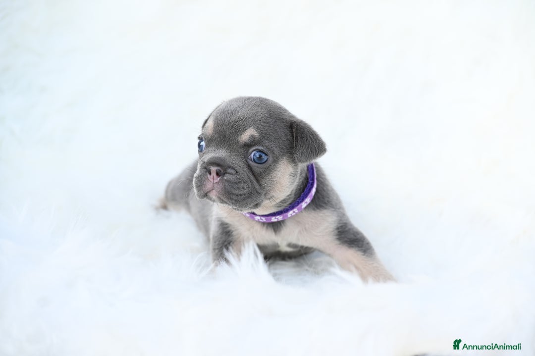 Bulldog Francese cani in vendita: Disponibili 5 cuccioli di bulldog francese❤️ a Provincia di Biella - Immagine 1