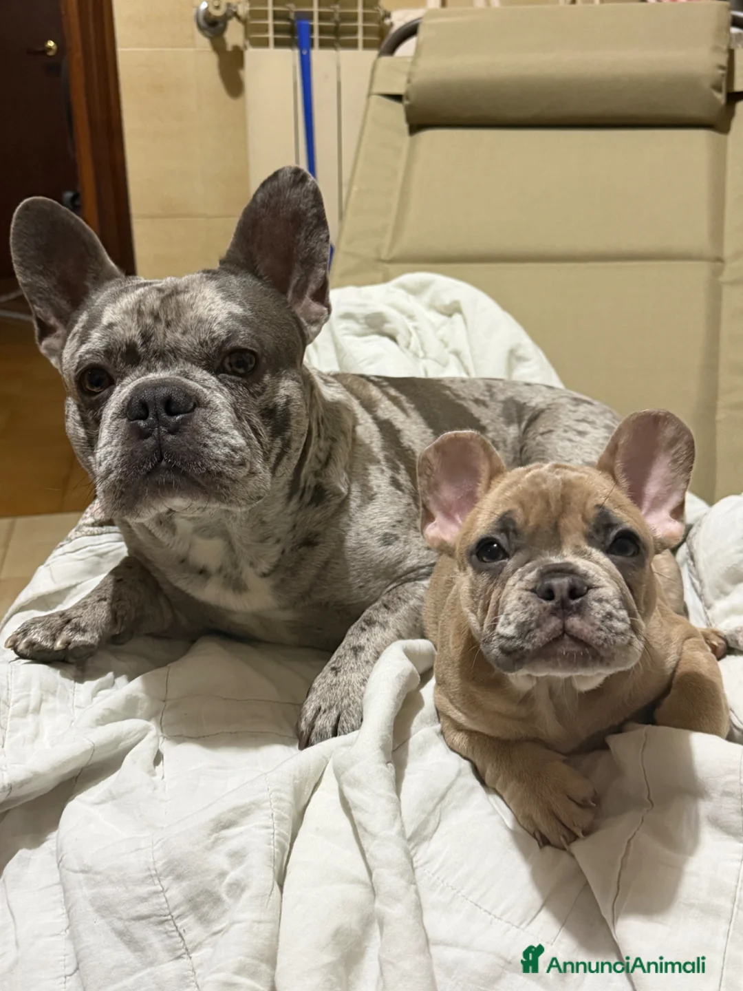 Bulldog Francese cani in vendita: Cicciolo di bouldogue francese (isabella merle) a Città metropolitana di Roma Capitale - Annuncio 2