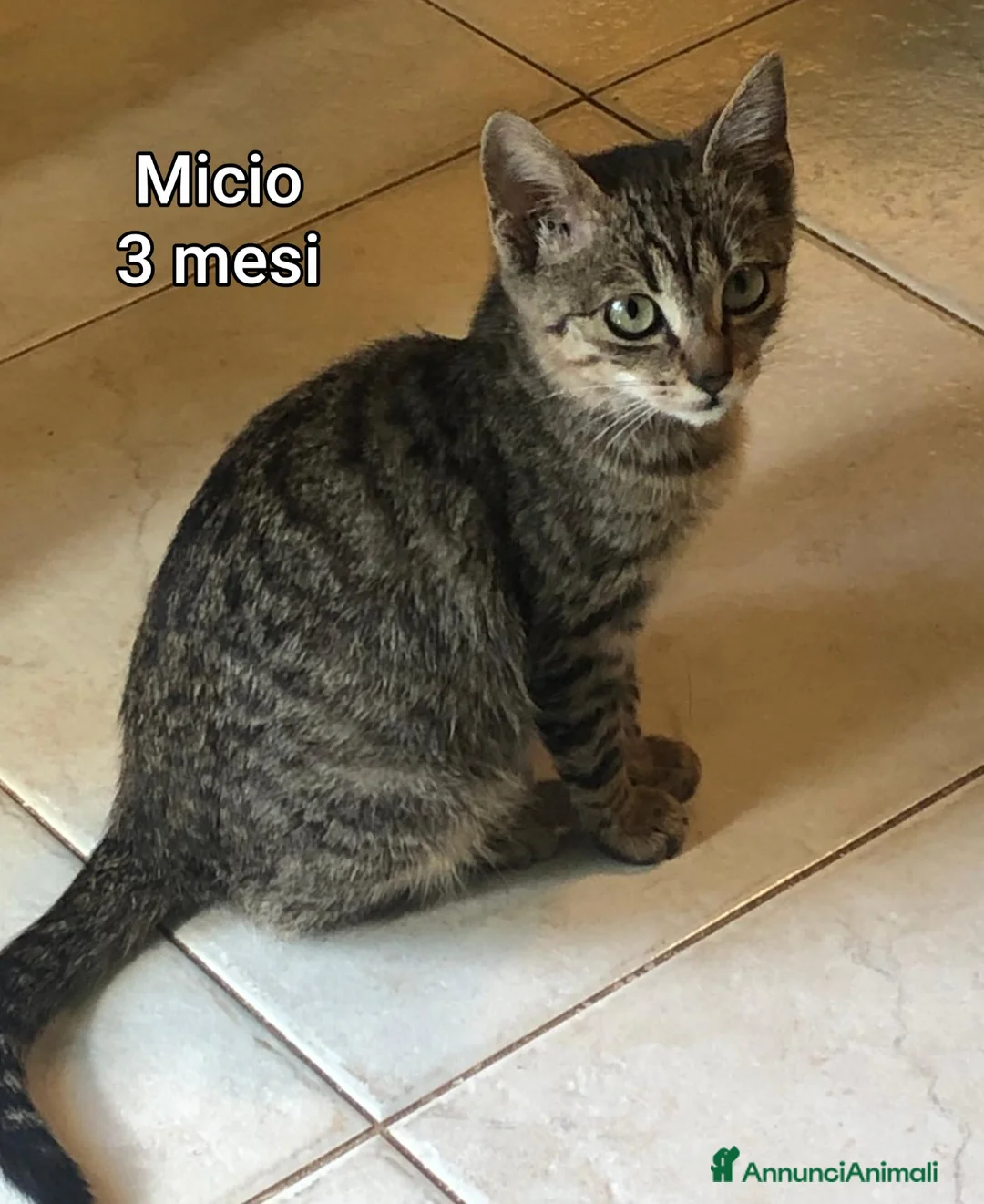 Europeo gatti in regalo: ADOTTA UN GATTINO! - Annuncio 1