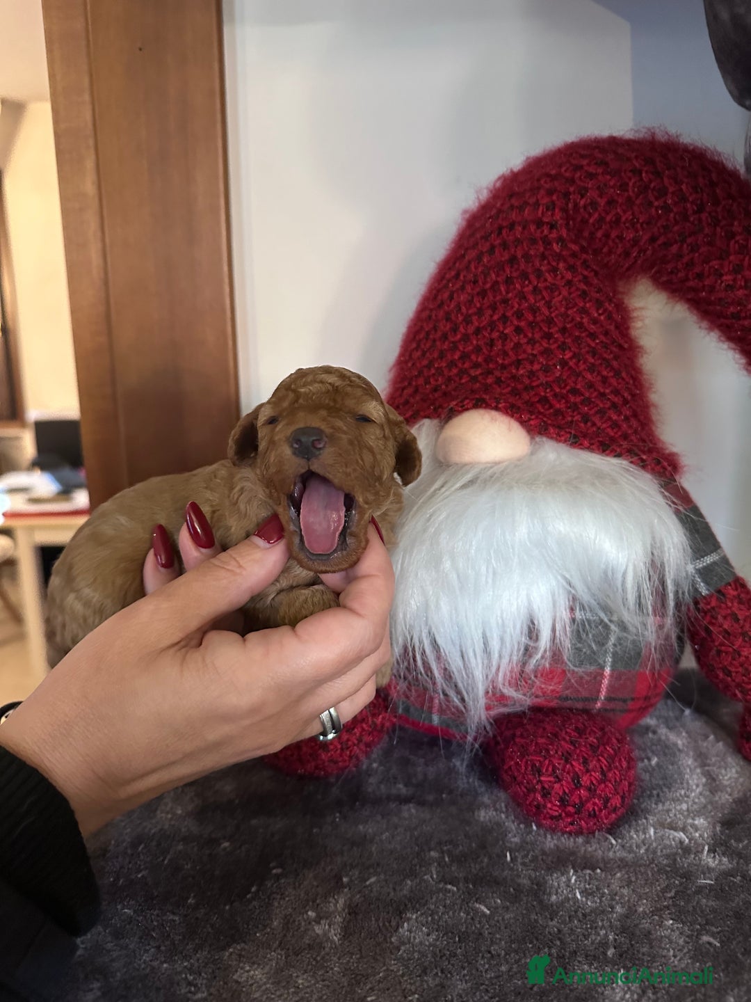 Barbone cani in vendita: Barboncini cuccioli  - Annuncio 3