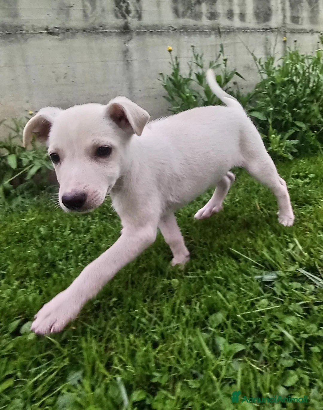 Pastore Svizzero cani in vendita: Cuccioli di pastore svizzero bianco a pelo corto - Annuncio 2