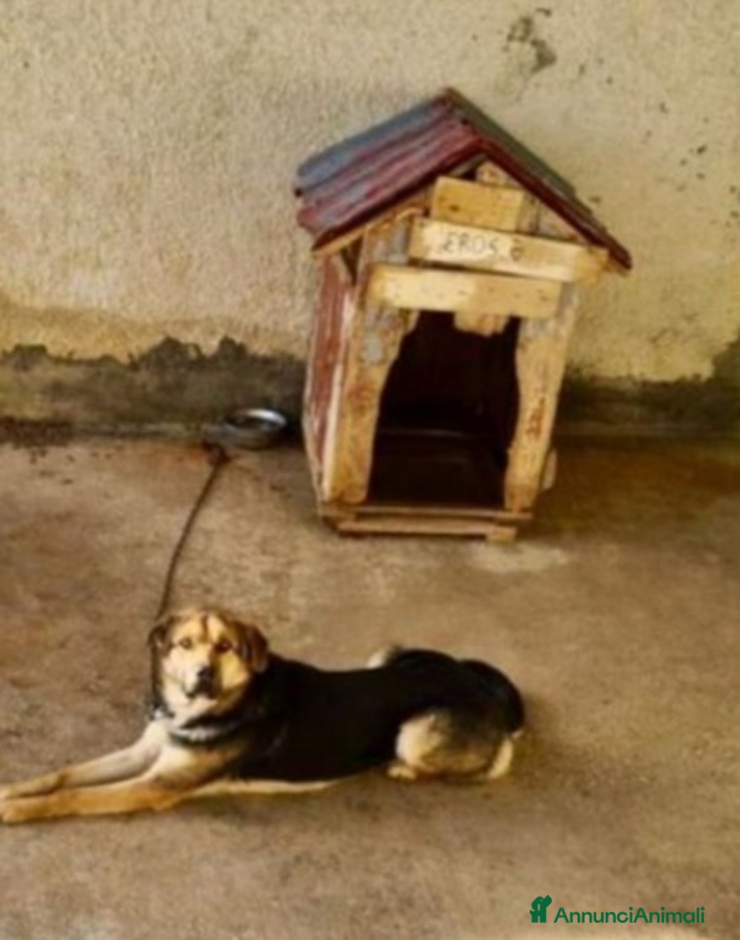 Meticcio cani in regalo: Simil Pastore tedesco 4anni salvato 2anni fa BG - Annuncio 8