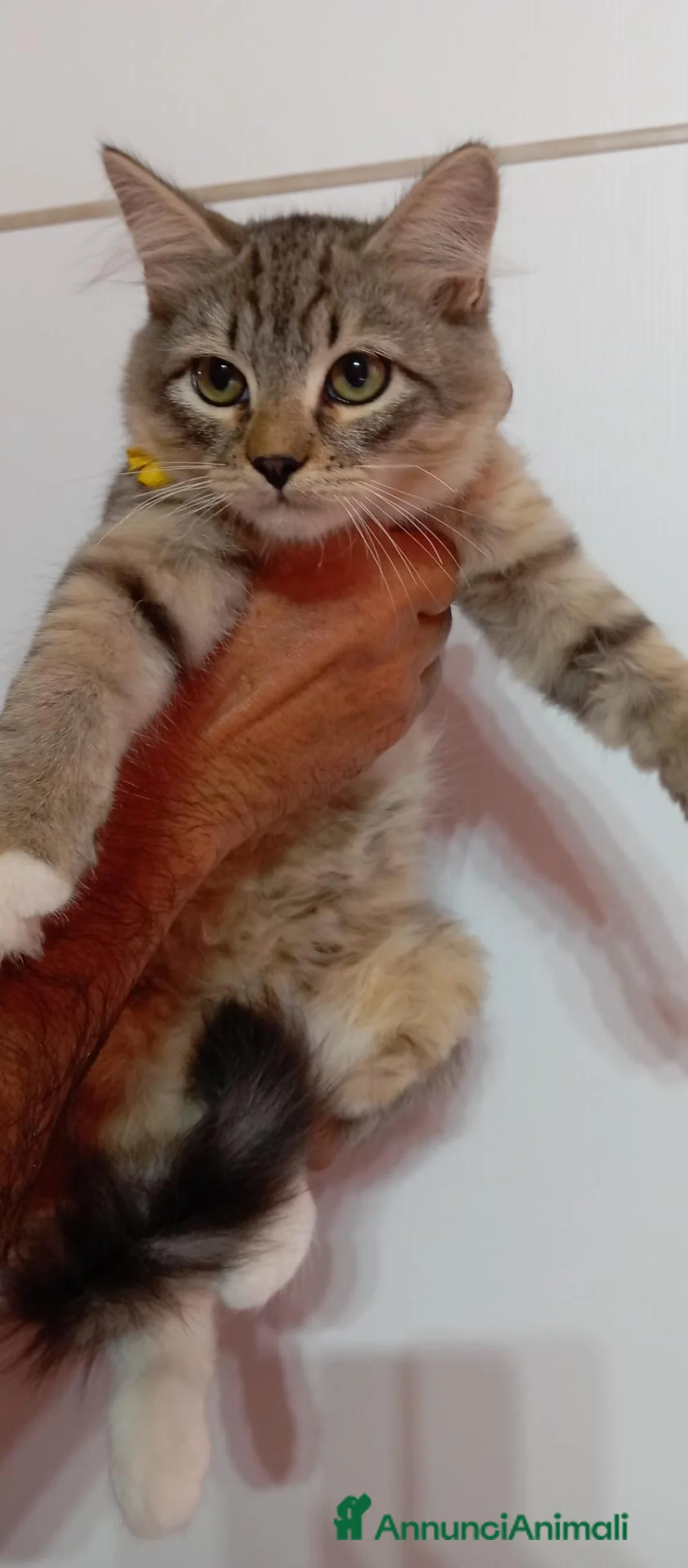 Siberiano gatti in vendita: Gattini Siberiani ipoallergenici con pedigree  - Annuncio 4