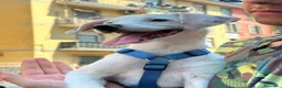 Meticcio cani in regalo: 3 mesi, futuri 14/15 chili  - Annuncio 3