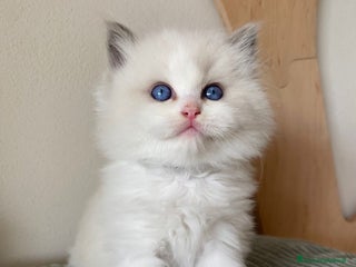 Ragdoll gatti Cuccioli ragdoll bicolor con Pedigree - Annuncio 10