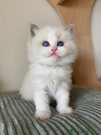 Ragdoll gatti - Annuncio 1