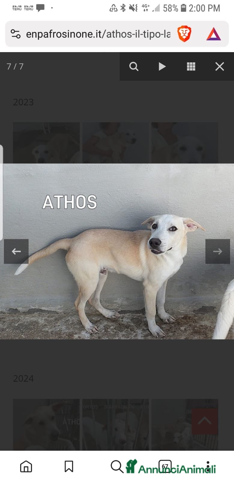 Labrador cani ADOZ.DEL CUOR:3 anni in box:Sta dimagrendo! - Annuncio 7