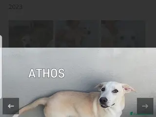 Labrador cani ADOZ.DEL CUOR:3 anni in box:Sta dimagrendo! - Annuncio 7