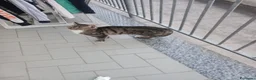 Europeo gatti in regalo: GATTE E GATTINE a Provincia di Piacenza - Annuncio 8