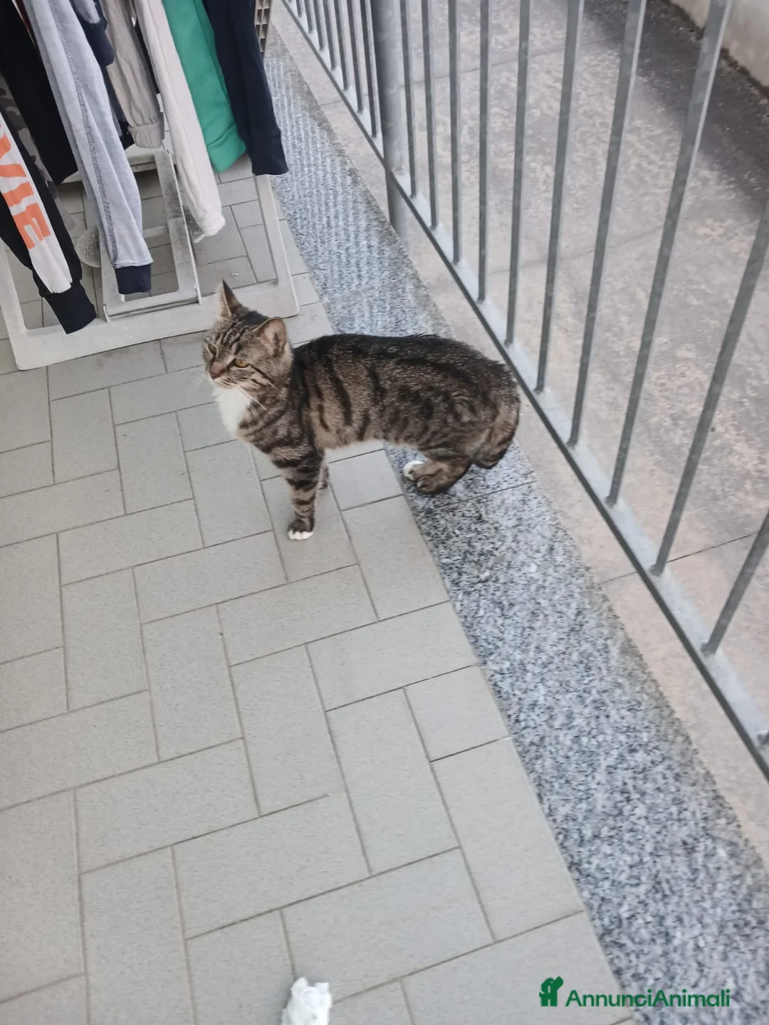Europeo gatti in regalo: GATTE E GATTINE a Provincia di Piacenza - Annuncio 8