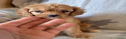 Cavapoo cani in vendita: Cuccioli di cane Cavapoo - Annuncio 19
