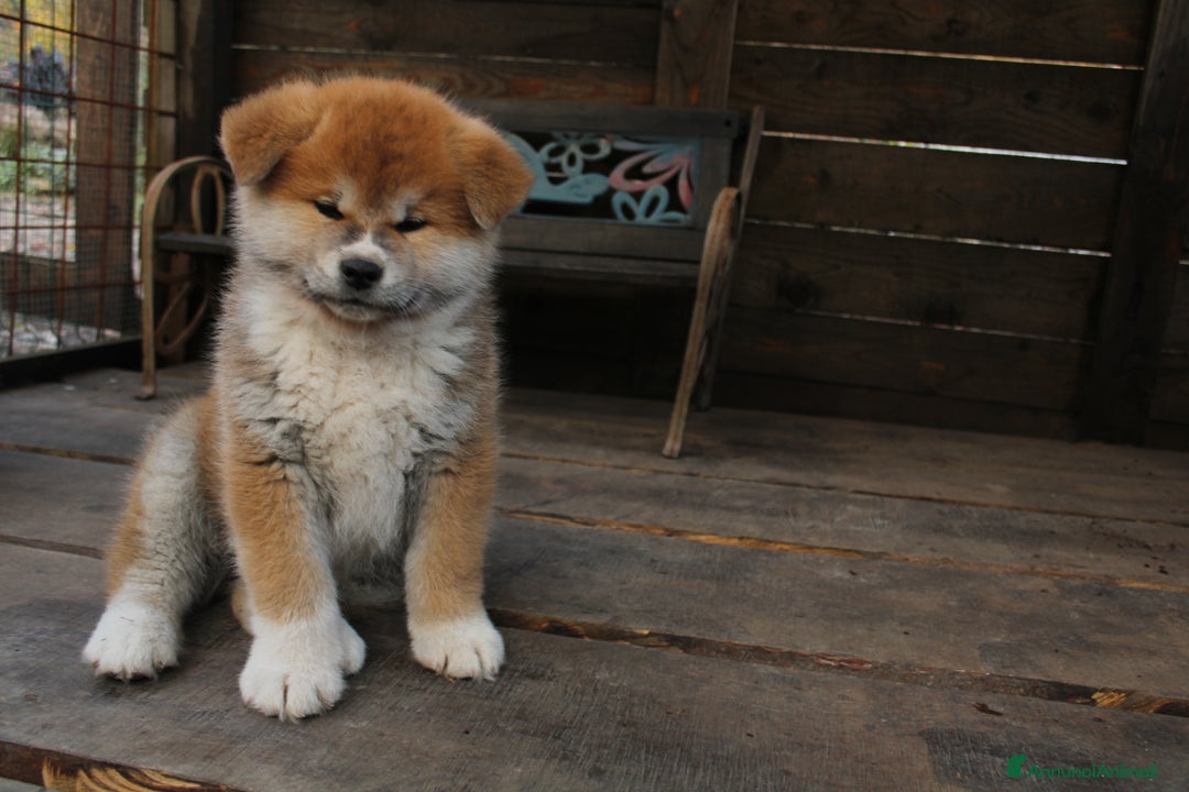 Akita Inu cani in vendita: Akita inu cucciolo - Annuncio 6