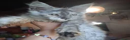 Maine Coon gatti in vendita: Maine coon gattini - Annuncio 6
