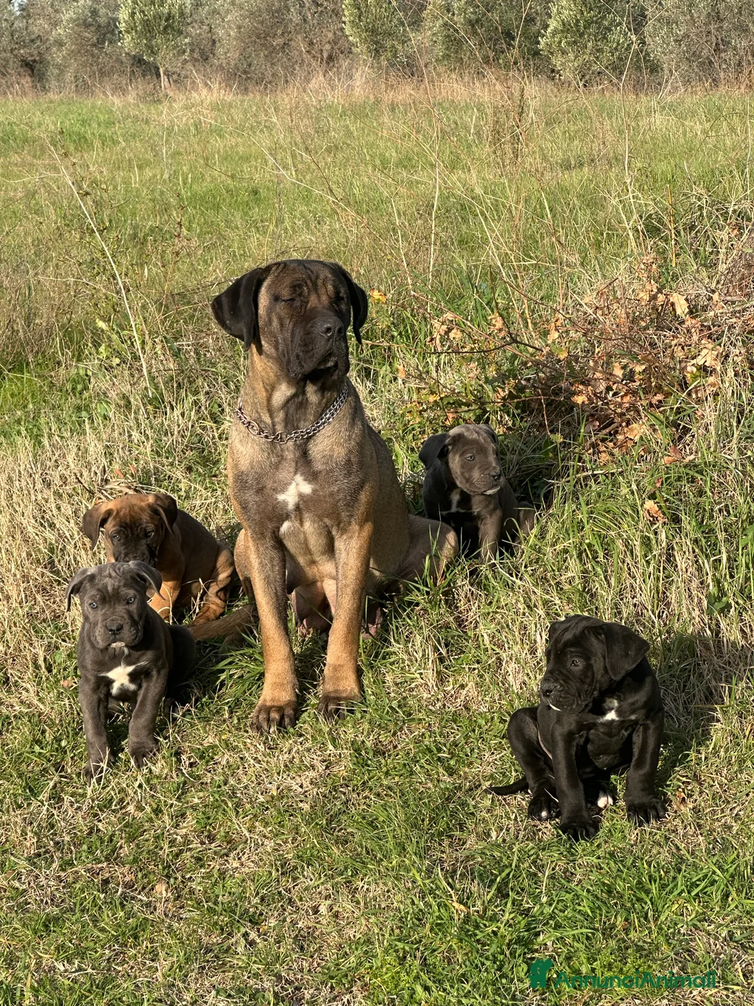 Cane Corso cani in vendita: Cuccioli di Cane Corso - Annuncio 2