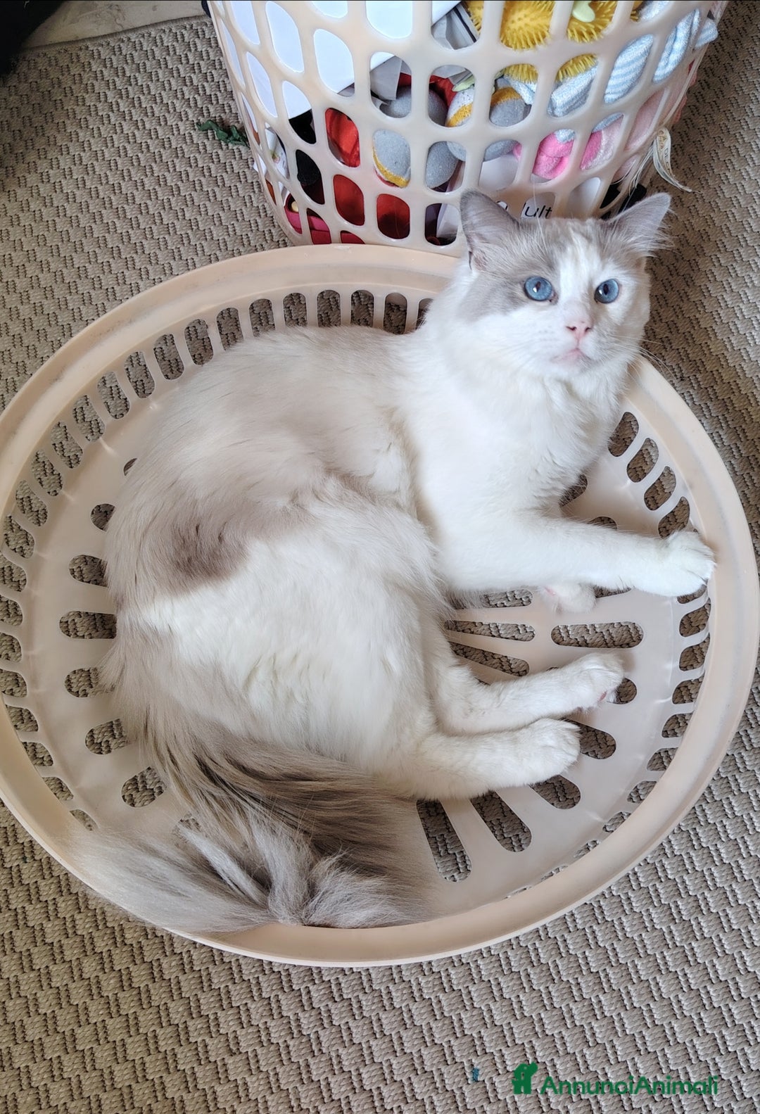Ragdoll gatti per accoppiamento: Ragdoll per accoppiamento/ monta - Annuncio 2